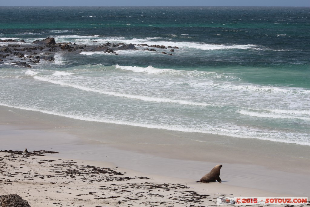 Kangaroo Island - Seal Bay - Seals
Mots-clés: AUS Australie geo:lat=-35.99452133 geo:lon=137.31895700 geotagged Seddon South Australia Kangaroo Island Seal Bay animals Phoques mer plage