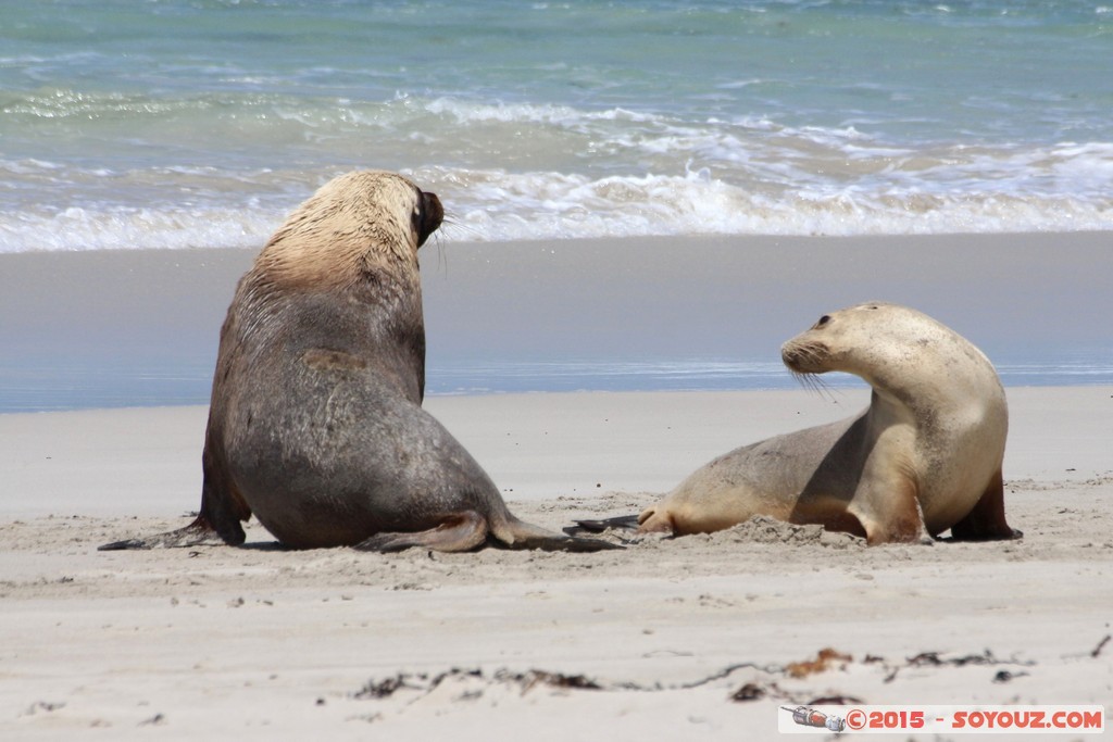 Kangaroo Island - Seal Bay - Seals
Mots-clés: AUS Australie geo:lat=-35.99465818 geo:lon=137.31660132 geotagged Seddon South Australia Kangaroo Island Seal Bay animals Phoques