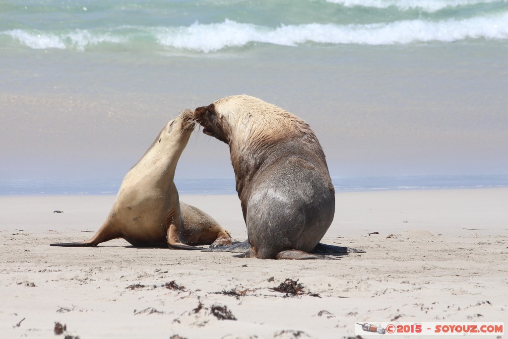 Kangaroo Island - Seal Bay - Seals
Mots-clés: AUS Australie geo:lat=-35.99468100 geo:lon=137.31661900 geotagged Seddon South Australia Kangaroo Island Seal Bay animals Phoques