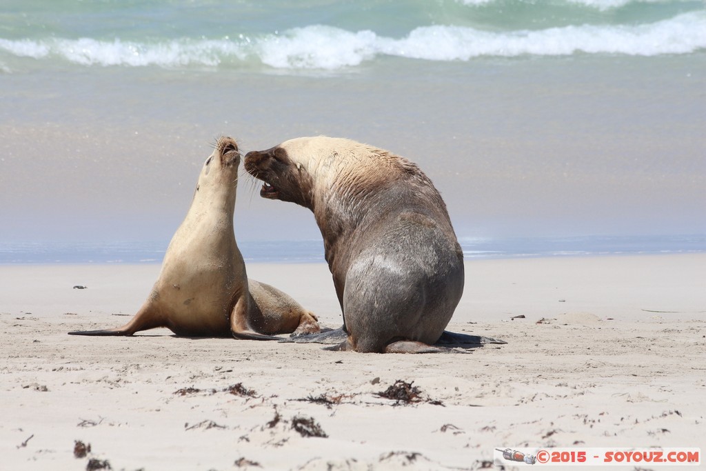 Kangaroo Island - Seal Bay - Seals
Mots-clés: AUS Australie geo:lat=-35.99468100 geo:lon=137.31661900 geotagged Seddon South Australia Kangaroo Island Seal Bay animals Phoques