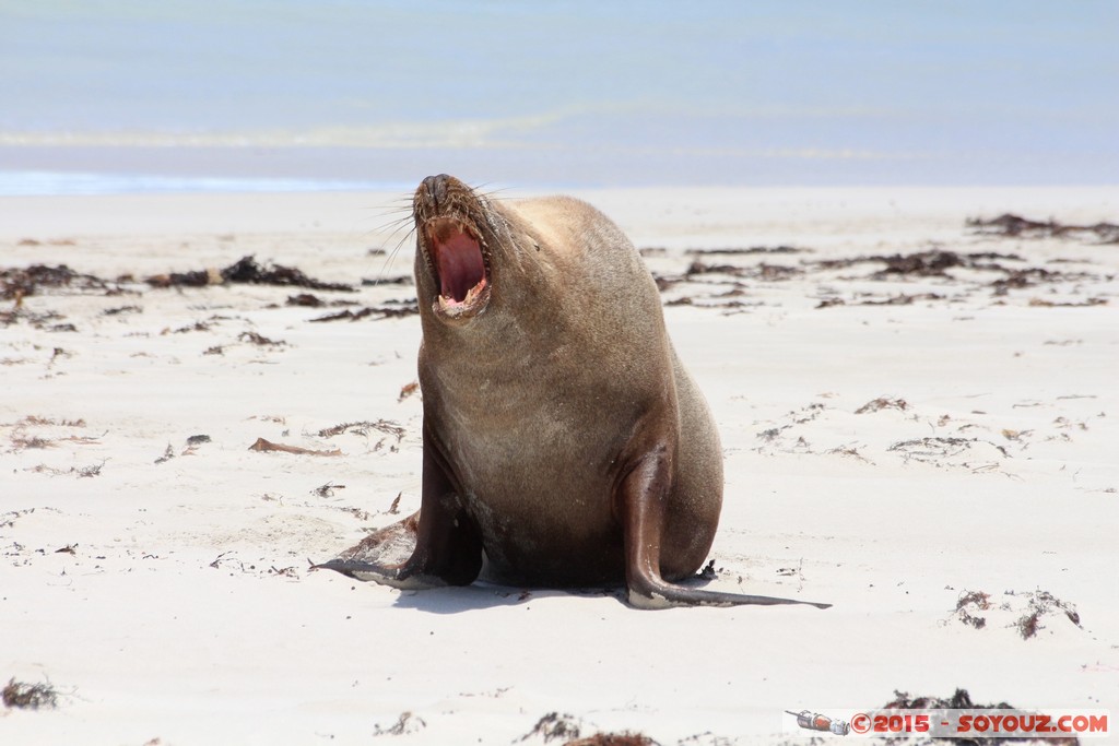 Kangaroo Island - Seal Bay - Seals
Mots-clés: AUS Australie geo:lat=-35.99450200 geo:lon=137.31685800 geotagged Seddon South Australia Kangaroo Island Seal Bay animals Phoques