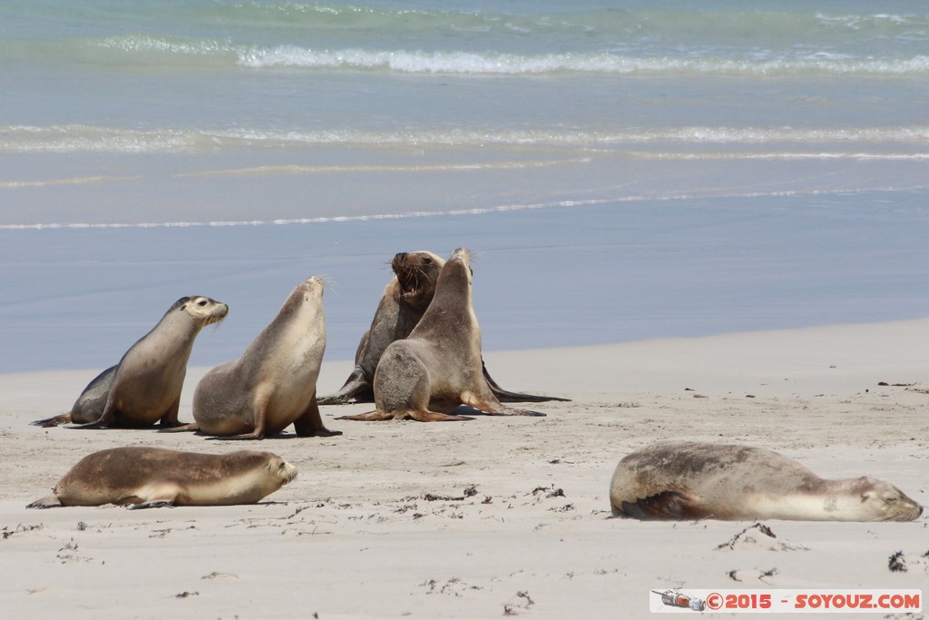 Kangaroo Island - Seal Bay - Seals
Mots-clés: AUS Australie geo:lat=-35.99441262 geo:lon=137.31710163 geotagged Seddon South Australia Kangaroo Island Seal Bay animals Phoques