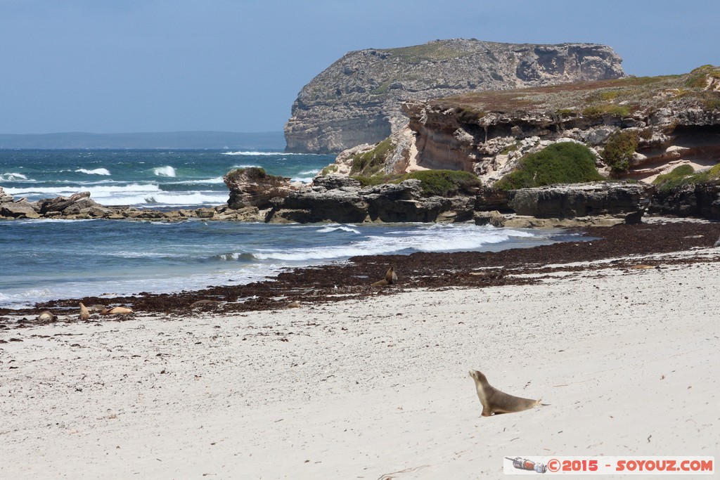 Kangaroo Island - Seal Bay - Seals
Mots-clés: AUS Australie geo:lat=-35.99432643 geo:lon=137.31712729 geotagged Seddon South Australia Kangaroo Island Seal Bay animals Phoques mer plage