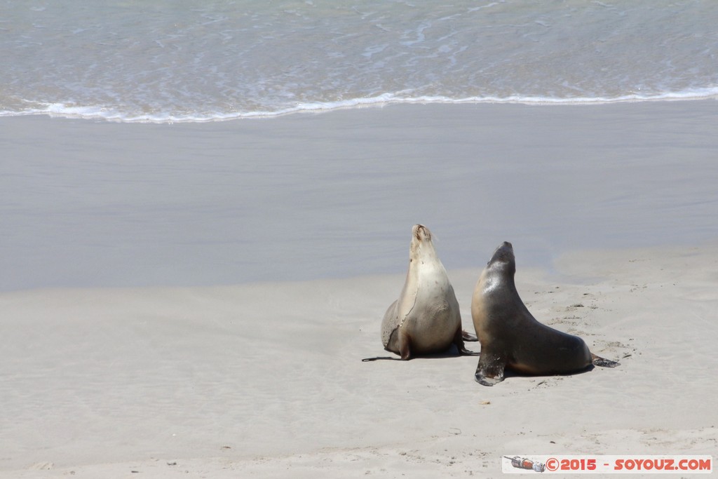 Kangaroo Island - Seal Bay - Seals
Mots-clés: AUS Australie geo:lat=-35.99371050 geo:lon=137.31764330 geotagged Seddon South Australia Kangaroo Island Seal Bay animals Phoques