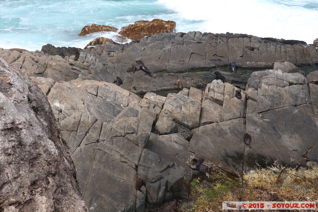 Kangaroo Island - Admirals Arch
Mots-clés: AUS Australie geo:lat=-36.06349648 geo:lon=136.70474532 geotagged State of South Australia South Australia Kangaroo Island Admirals Arch Flinders Chase National Park