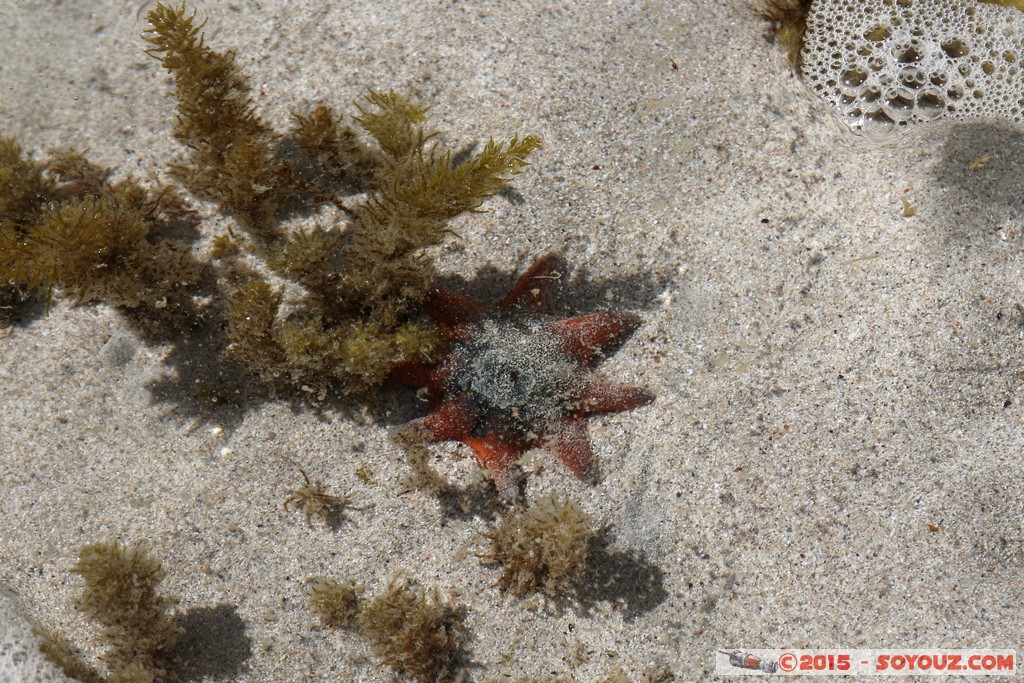 Kangaroo Island - Pennington Bay - Starfish
Mots-clés: AUS Australie geo:lat=-35.85242148 geo:lon=137.74711608 geotagged Muston Salt Lake South Australia Kangaroo Island Pennington Bay animals Etoile de mer