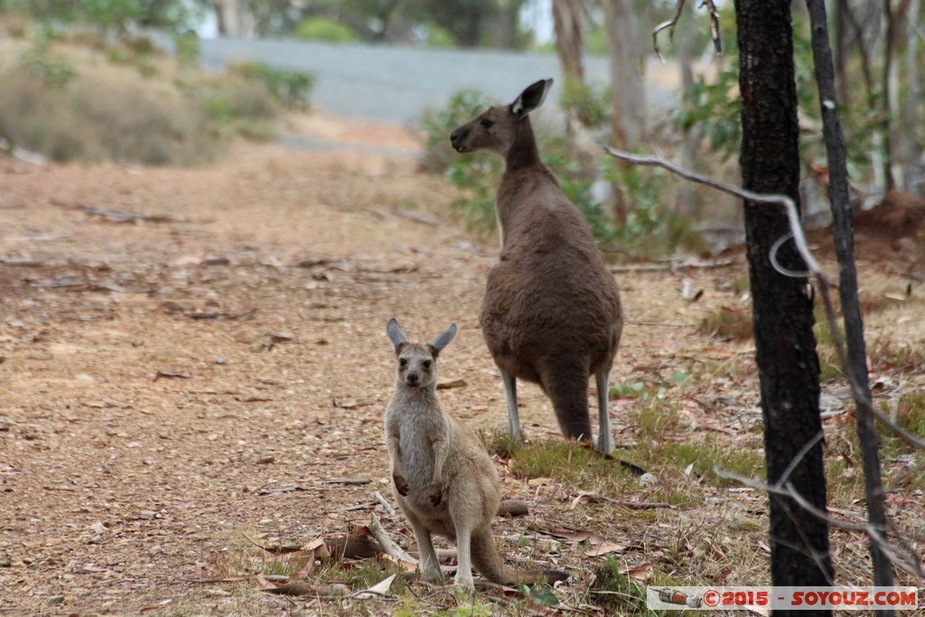 Cleland Conservation Park - Wallaby and joey
Mots-clés: AUS Australie geo:lat=-34.96234720 geo:lon=138.69802120 geotagged Greenhill South Australia Cleland Conservation Park Parc animals animals Australia Wallaby