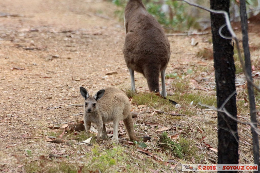 Cleland Conservation Park - Wallaby and joey
Mots-clés: AUS Australie geo:lat=-34.96240384 geo:lon=138.69794761 geotagged Greenhill South Australia Cleland Conservation Park Parc animals animals Australia Wallaby