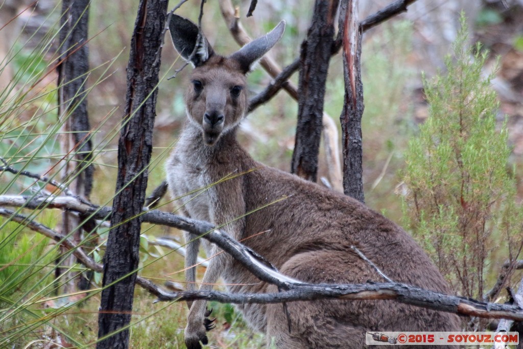 Cleland Conservation Park - Wallaby and joey
Mots-clés: AUS Australie geo:lat=-34.96244464 geo:lon=138.69773576 geotagged Greenhill South Australia Cleland Conservation Park Parc animals animals Australia Wallaby