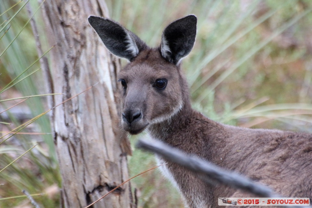 Cleland Conservation Park - Wallaby and joey
Mots-clés: AUS Australie geo:lat=-34.96247300 geo:lon=138.69762937 geotagged Greenhill South Australia Cleland Conservation Park Parc animals animals Australia Wallaby