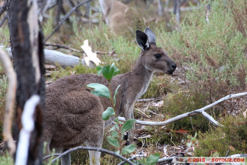 Cleland Conservation Park - Wallaby and joey
Mots-clés: AUS Australie geo:lat=-34.96248997 geo:lon=138.69760445 geotagged Greenhill South Australia Cleland Conservation Park Parc animals animals Australia Wallaby